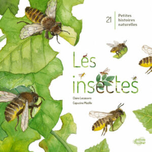 LES INSECTES : UN MONDE A EXPLORER