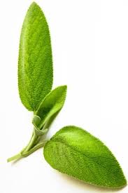 GELULES DE SAUGE BIO - 200 GELULES - MY PHYTO – Image 2