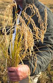 RIZ ROND COMPLET AB IGP CAMARGUE – Image 4