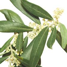 FLEURS DE BACH OLIVIER BIO N°23 20ML - BIOFLORAL – Image 2