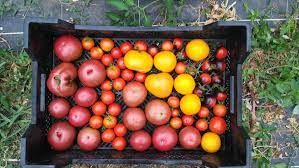 SAUCE PIMENTEE FORTE "HOT CHILI" AB 25CL - LES PANIERS SAUVAGES – Image 2