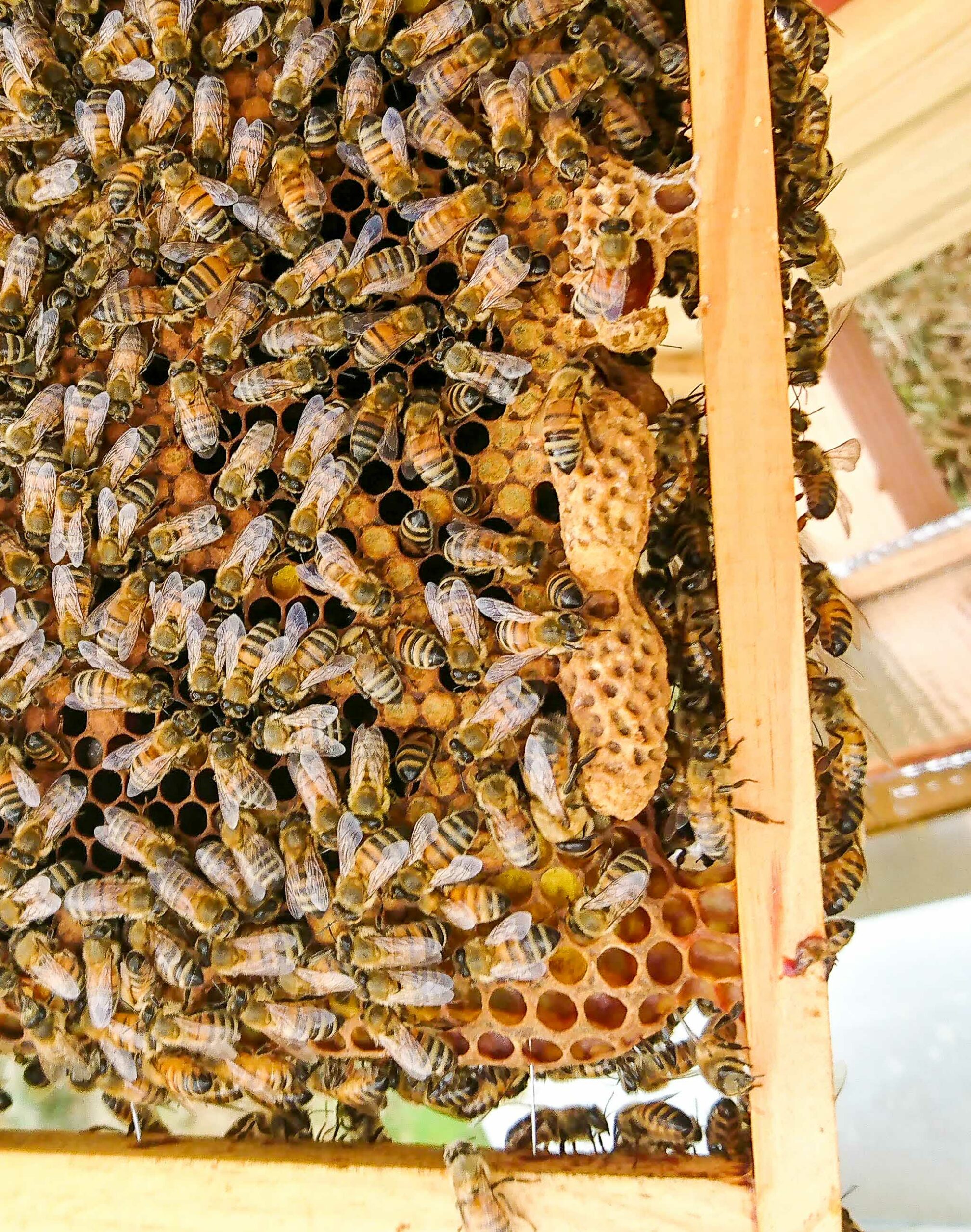 MIEL CREMEUX FLEURS DU PERIGORD VERT BIO 500G - LES RUCHES DE LIZA – Image 2