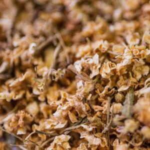 SUREAU BIO FLEUR ENTIERE - LE COMPTOIR DE L'HERBORISTERIE