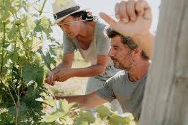 FAIRE TERRE BIO AOP BERGERAC ROUGE 75CL - COMBRILLAC – Image 4