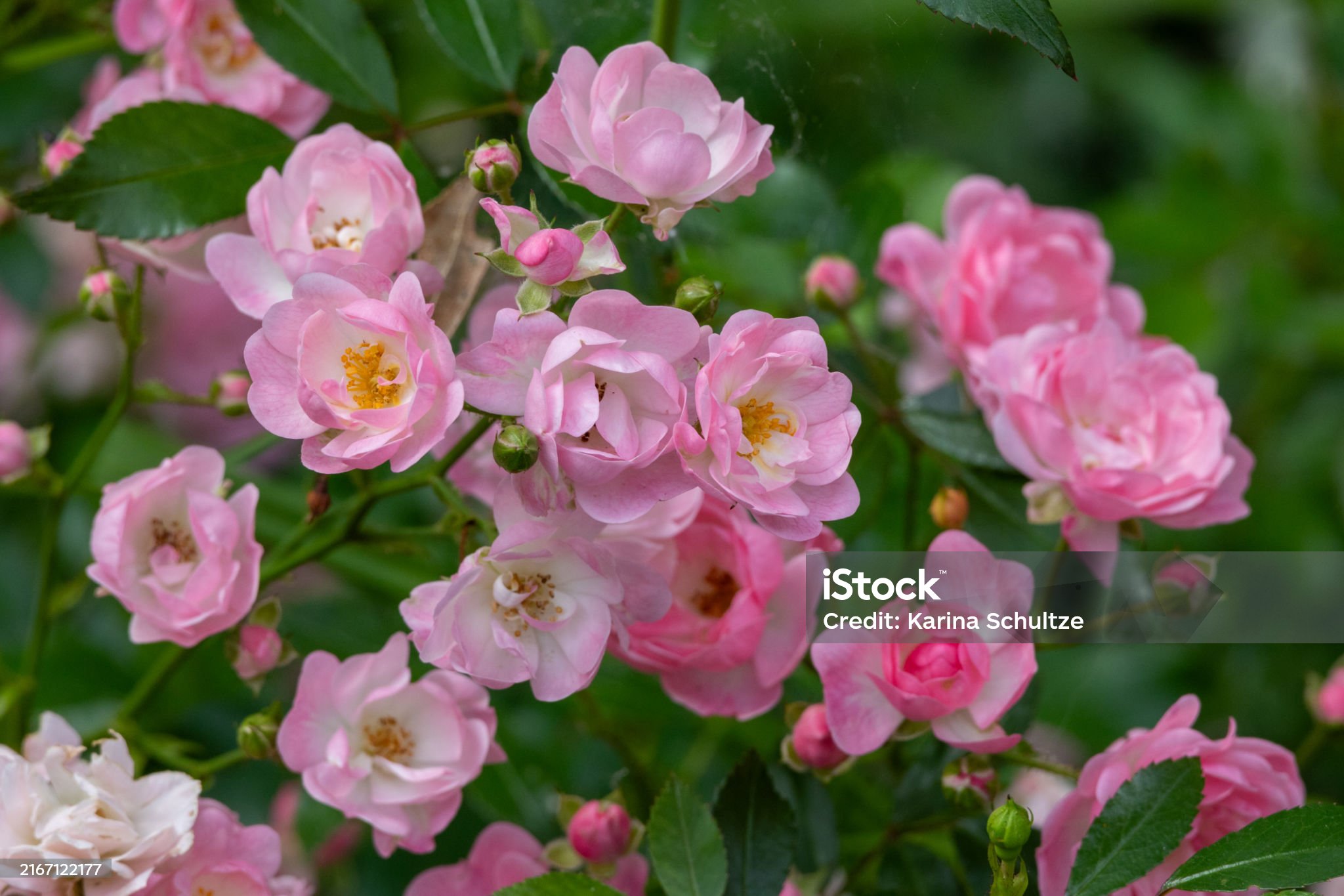 HUILE VEGETALE DE ROSE MUSQUEE BIO 50ml - DISTILLERIE SAINT HILAIRE – Image 2