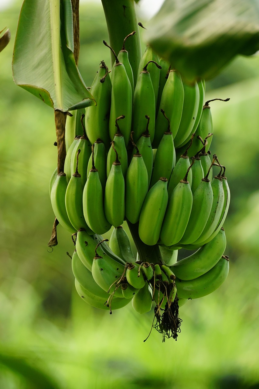 BANANE SECHEE LAMELLES BIO – Image 3