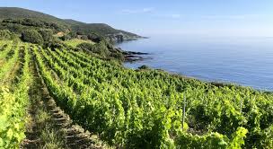 NU.VO.TE ROSE BIO & VEGAN 2025 75cl - DOMAINE FONCALIEU – Image 3