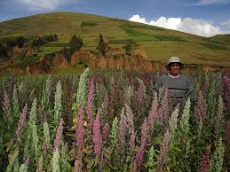 GRAINES DE QUINOA BLANC BIOLOGIQUES (BOLIVIE/PEROU) – Image 4