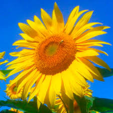 GRAINES DE TOURNESOL DECORTIQUEES BIOLOGIQUES - FRANCE – Image 2