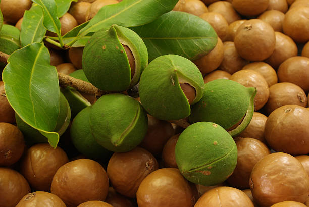 NOIX DE MACADAMIA AB & COMMERCE EQUITABLE - BASE ORGANIC FOOD – Image 3