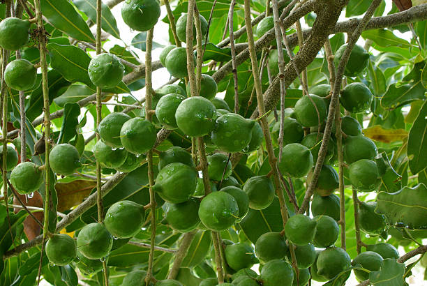 NOIX DE MACADAMIA AB & COMMERCE EQUITABLE - BASE ORGANIC FOOD – Image 4