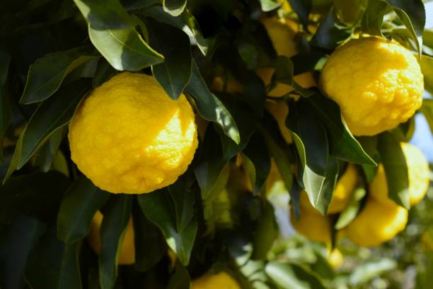 PUREE DE YUZU BIO 85g - LE VOYAGE DE MAMABE – Image 3