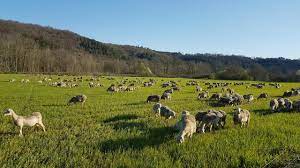 MARLOU - CROTTIN DE BREBIS AU LAIT CRU BIOLOGIQUE – Image 3