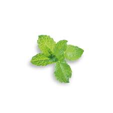 BAIN DE BOUCHE MENTHE BIO & VEGAN 250ML - COSLYS – Image 2