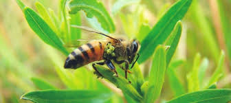 PASTILLES PROPOLIS VERTE & MIEL DE MANUKA BIO X 24 PASTILLES - AAGAARD – Image 3