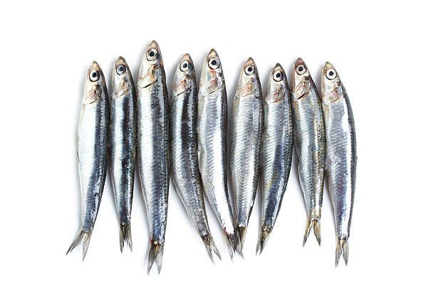 ANCHOIS AU NATUREL A L'EAU DE SOURCE 69G - LA BONNE MER – Image 3