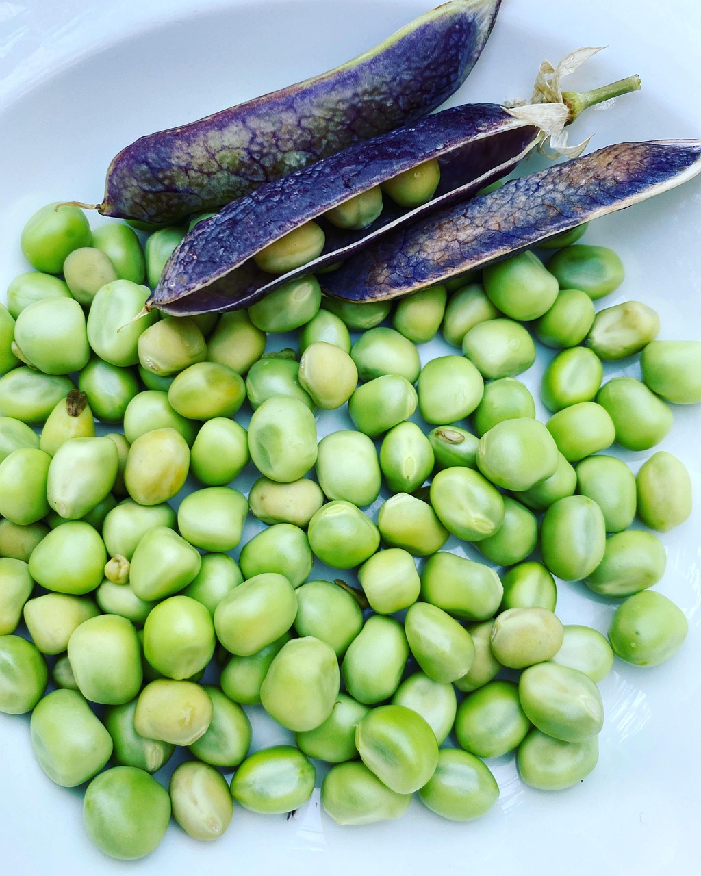 PETITS POIS BIO SURGELES 450g - AQUIBIO – Image 2