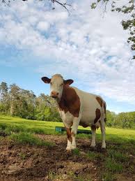 MORBIER AOP AU LAIT CRU - VIEUX SIRE – Image 3