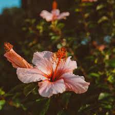 HIBISCUS BIOLOGIQUE EN VRAC FLEURS ENTIERES - LE COMPTOIR DE L'HERBORISTERIE – Image 2