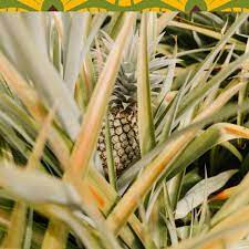ANANAS SECHE BIO VARIETE CAYENNE - CASAMANCE – Image 2