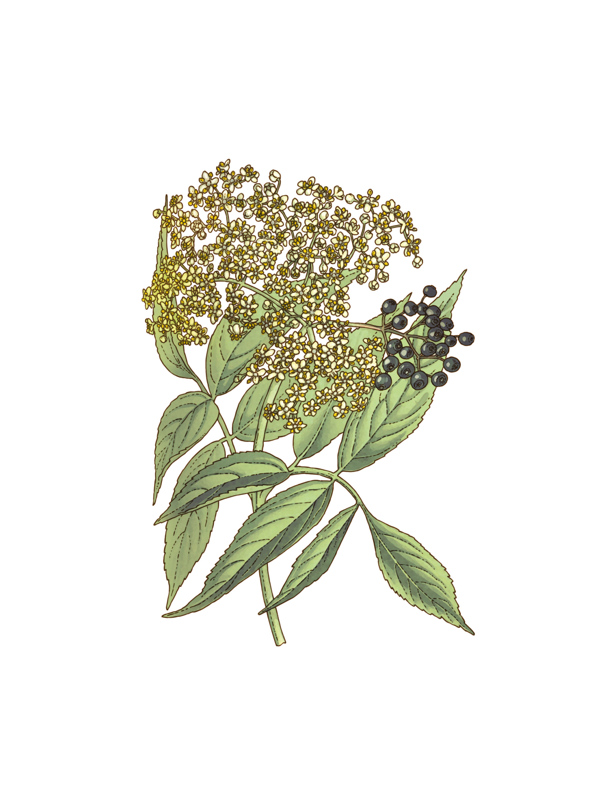 SUREAU BIO FLEUR ENTIERE - LE COMPTOIR DE L'HERBORISTERIE – Image 3
