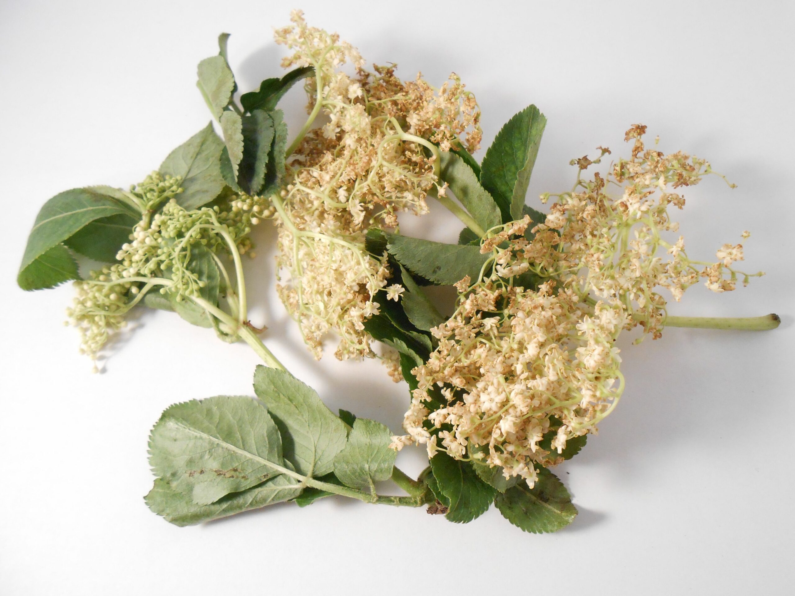 SUREAU BIO FLEUR ENTIERE - LE COMPTOIR DE L'HERBORISTERIE – Image 4