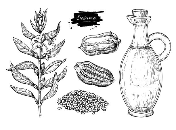 GRAINES DE SESAME NOIR BIO – Image 4