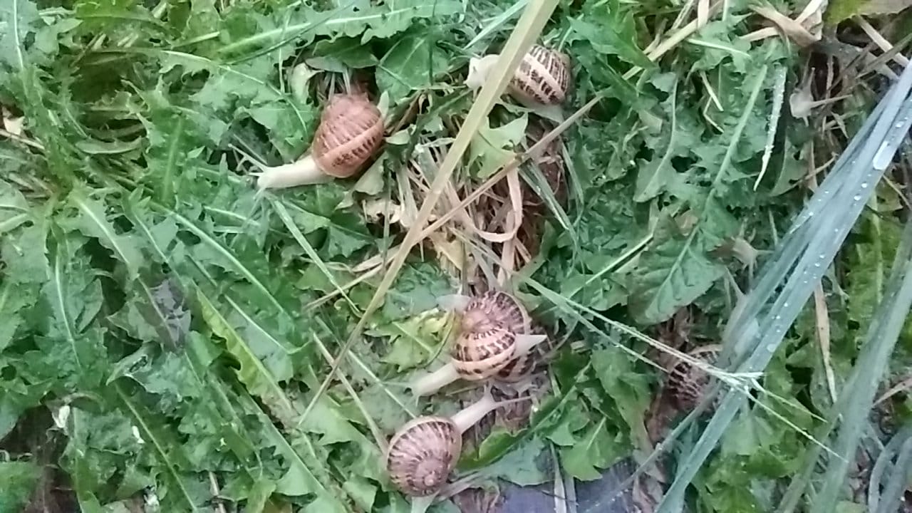 ESCARGOTS EN CROQUILLES A LA BOURGUIGNONNE BIO (DOUZAINE) - MELI-MELO D'ESCARGOT – Image 2
