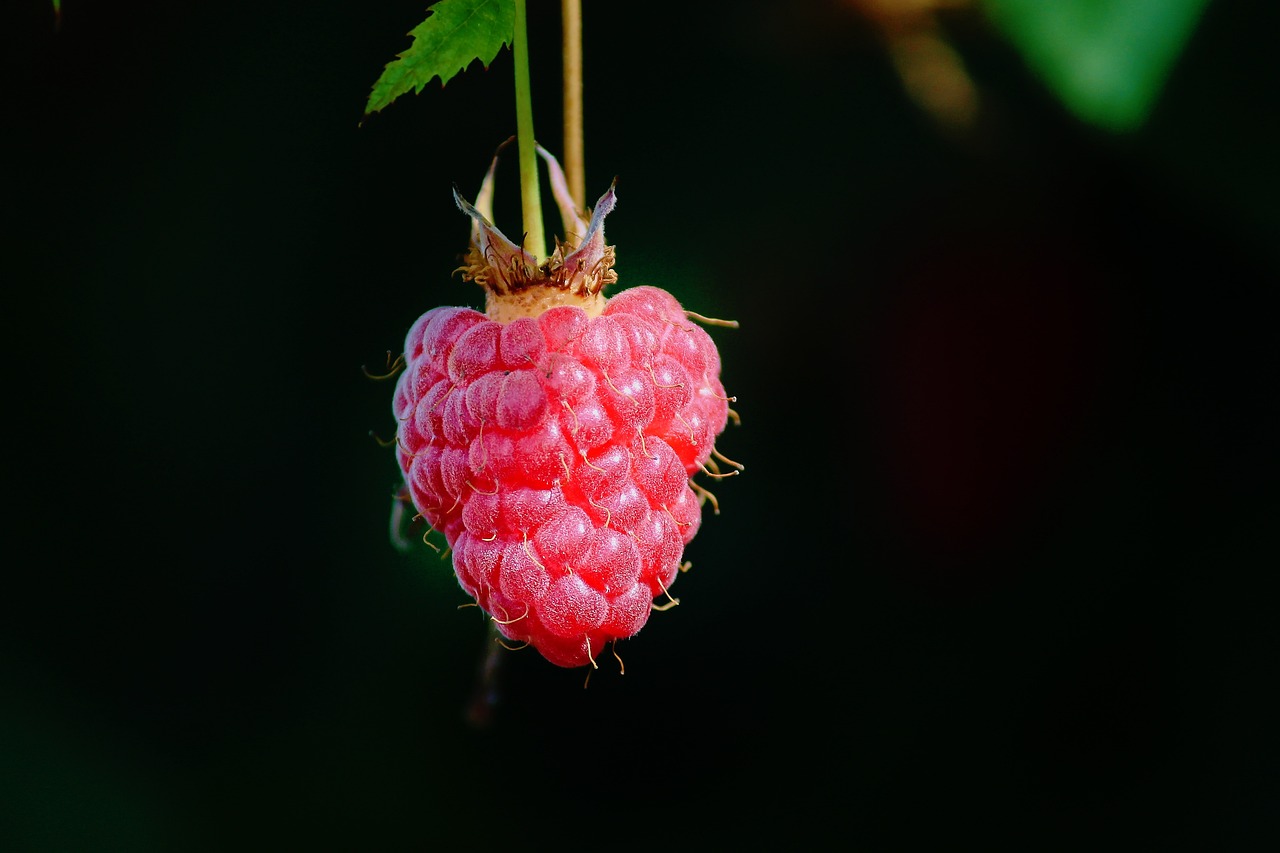 LA FRUITEE PAMPLEMOUSSE FRAMBOISE 75CL - BRASSERIE LA CHAVAGN' – Image 2