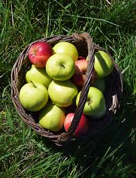 COMPOTE POMME BIO 915g - LE BIO POUR TOUS – Image 2