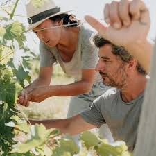 PETCHELBA BIO 2023 AOC BERGERAC BLANC 75CL - COMBRILLAC – Image 5