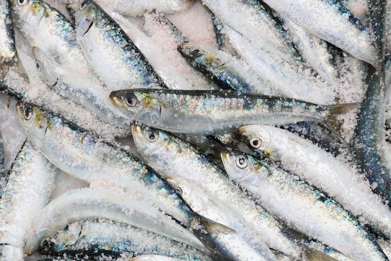 SARDINES A LA SAUCE TOMATE BIO 120g - FISH4EVER – Image 2