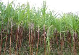 SUCRE DE CANNE COMPLET PANELA BIOLOGIQUE & COMMERCE EQUITABLE - PEROU – Image 4