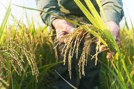 RIZ LONG BLANC BIOLOGIQUE - IGP CAMARGUE – Image 2