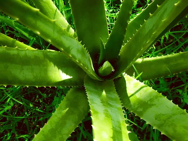 GEL D'ALOE VERA BIO 97.8% PUR 150ML - BOUTIQUE NATURE – Image 2