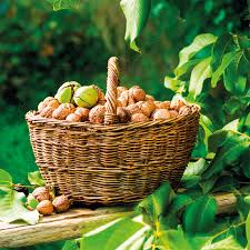 PUREE BIO DE NOIX CRUE AOP PERIGORD VRAC - DAUPHIN PASTOUREAU – Image 2
