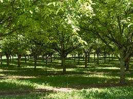 PUREE BIO DE NOIX CRUE AOP PERIGORD VRAC - DAUPHIN PASTOUREAU – Image 6