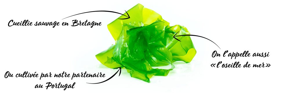 ALGUES FRAICHES AB (LAITUE DE MER, DULSE, WAKAME, SPAGHETTI DE MER) – Image 2