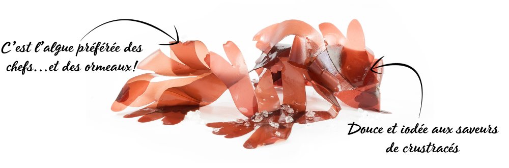 ALGUES FRAICHES AB (LAITUE DE MER, DULSE, WAKAME, SPAGHETTI DE MER) – Image 4
