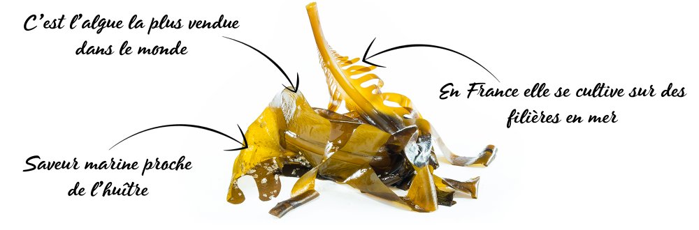 ALGUES FRAICHES AB (LAITUE DE MER, DULSE, WAKAME, SPAGHETTI DE MER) – Image 8