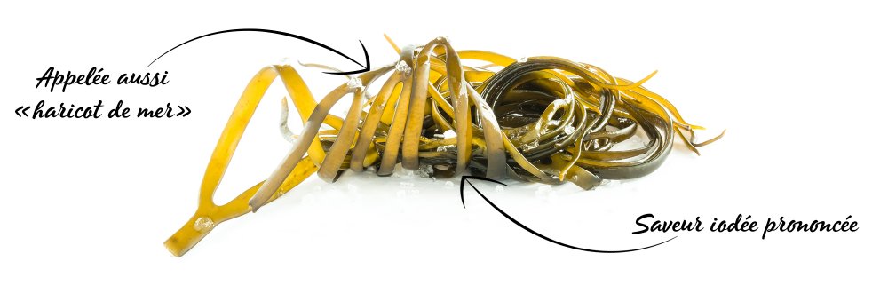 ALGUES FRAICHES AB (LAITUE DE MER, DULSE, WAKAME, SPAGHETTI DE MER) – Image 9