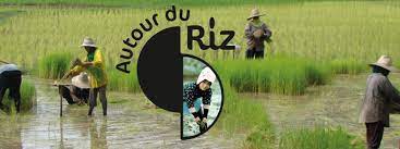 VERMICELLES THAÏS DE RIZ BLANC BIO - AUTOUR DU RIZ – Image 6