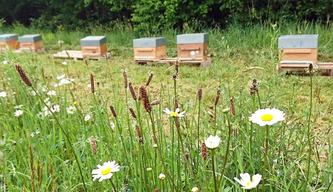 MIEL FLEURS D'ETE BIO en vrac - LES RUCHES DE LIZA – Image 3